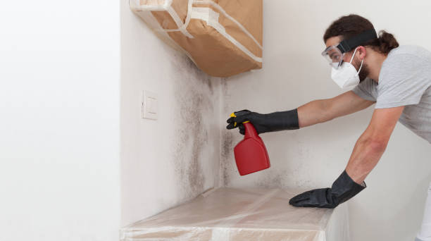 Professional Basement Mold Removal technician working in Dallas, OR