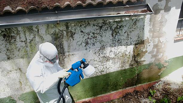 Top rated local Basement Mold Removal specialists in Dallas, OR